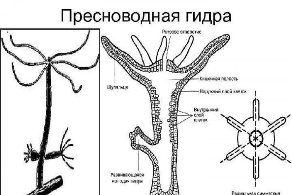 Кракен точка