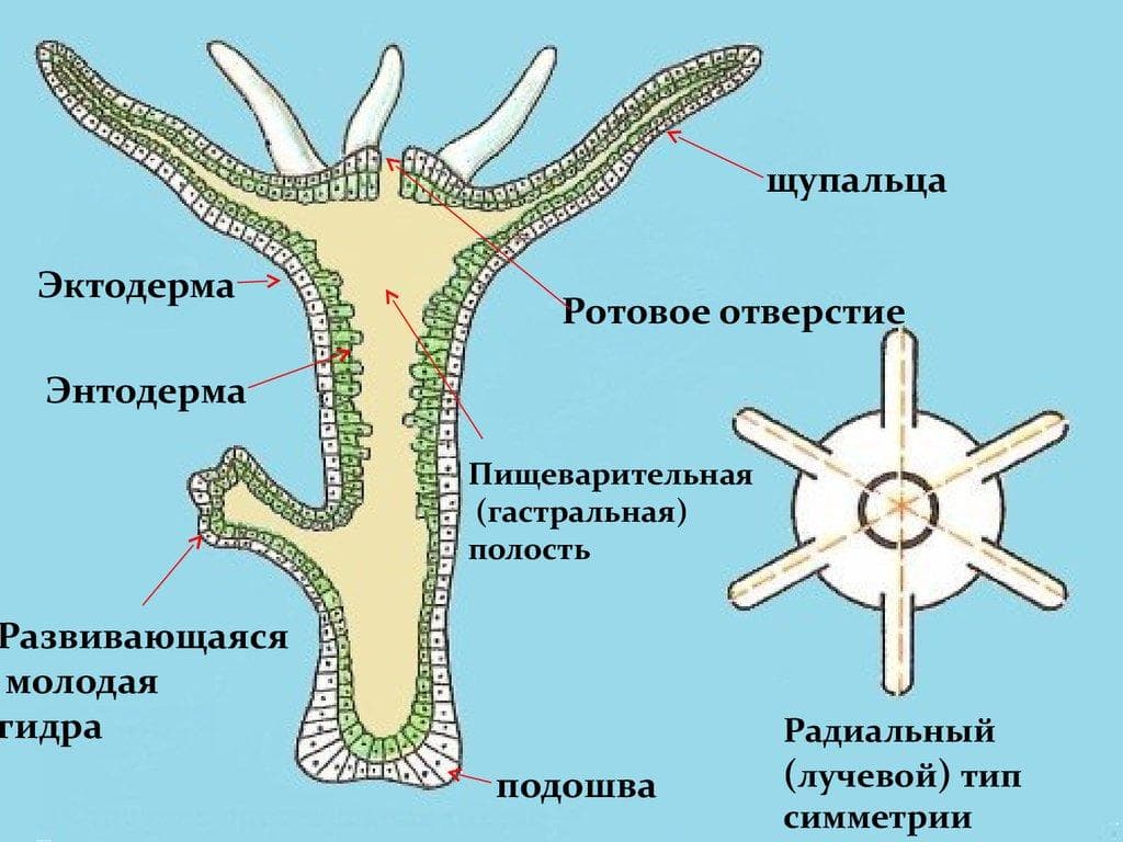 Кракен ссылки тор рабочая